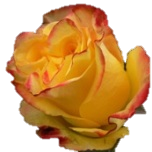 High & Yellow Magic Flame Roses d'Equateur Ethiflora